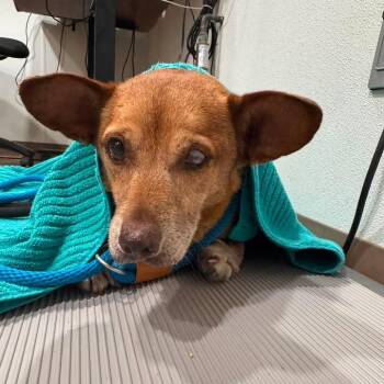 Winks -  Labrador Retriever and Cardigan Welsh Corgi Dog for Adoption in Buchanan Dam, Texas - Winks | PetCurious