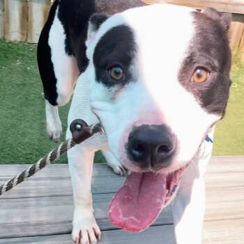 Rescue Pit Bull Terrier Dogs for Adoption in St. Louis, Missouri - Ridge | PetCurious