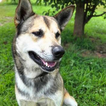 Sarge -  Husky and German Shepherd Dog Dog for Adoption in Franklin, North Carolina - Sarge | PetCurious