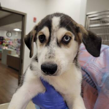 Rocket -  Husky and Mixed Breed Dog for Adoption in Nashville, Indiana - Rocket | PetCurious