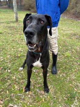 Great Dane Dogs Available for Adoption - Rambo | PetCurious