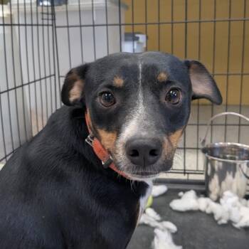 (Vet 8/13) Fisher -  Mixed Breed Dog for Adoption in Huntsville, Arkansas - (Vet 8/13) Fisher | PetCurious