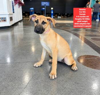 Rosetta -  Black Mouth Cur Dog for Adoption in Oviedo, Florida - Rosetta | PetCurious