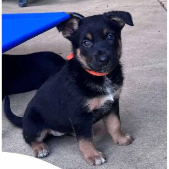 Brainy Janie -  German Shepherd Dog and Mixed Breed Dog for Adoption in Olathe, Kansas - Brainy Janie | PetCurious
