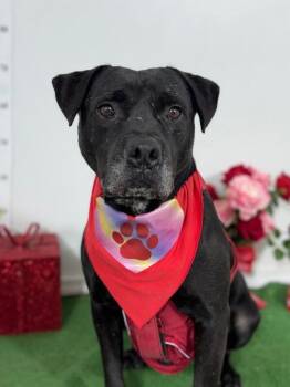 Sebastian-One of our Amazing Rescue Dogs -  Pit Bull Terrier and Mixed Breed Dog for Adoption in Carlsbad, California - Sebastian-One Of Our Amazing Rescue Dogs | PetCurious