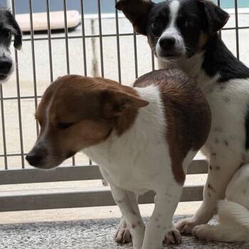 Mixed Breed Dogs Available for Adoption - Sloane | PetCurious