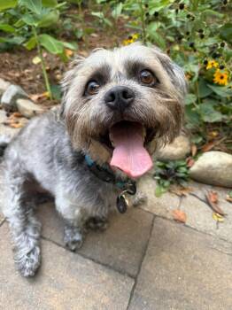 Bentley -  Terrier and Schnauzer Dog for Adoption - Bentley | PetCurious