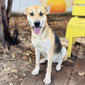 Rescue Mixed Breed Dogs for Adoption in Bastrop, Texas - Yenny 25-10-087 | PetCurious