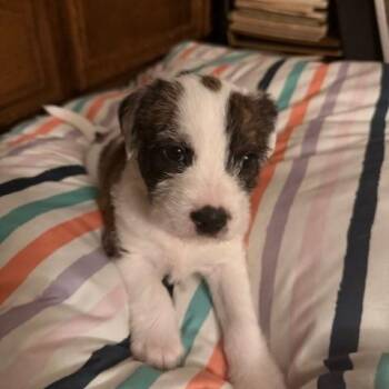 Schnauzer and Labrador Retriever Dogs Available for Adoption - Tulsia WV14286-T  LOCAL Adoption Event In Woodinville 4/26 | PetCurious