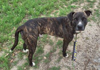 Mixed Breed and Pit Bull Terrier Dogs Available for Adoption in Lockhart, Texas - Willis | PetCurious