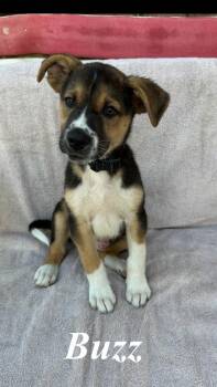 Buzzard -  German Shepherd Dog and Pit Bull Terrier Dog for Adoption in Pleasant Hill, California - Buzzard | PetCurious