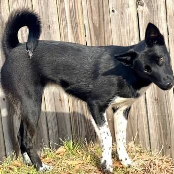 Rescue Shepherd and Australian Cattle Dog Blue Heeler Dogs for Adoption in Greenbrier, Arkansas - Arizona | PetCurious