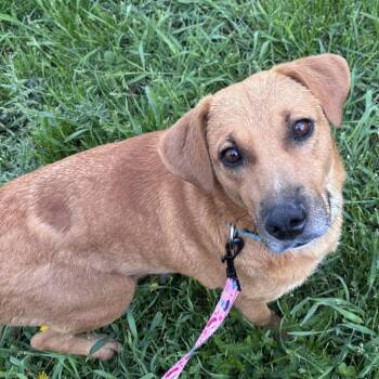 Sally -  Labrador Retriever and Terrier Dog for Adoption in Brooklyn Center, Minnesota - Sally | PetCurious