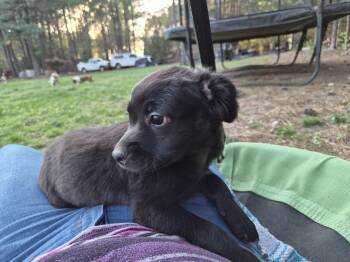 Pit Bull Terrier and Labrador Retriever Dogs Available for Adoption in Holly Springs, North Carolina - Lucy - Zoey