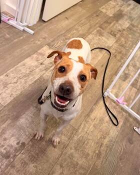 Jack Russell Terrier Dogs Available for Adoption in Marshall, North Carolina - Zoom | PetCurious