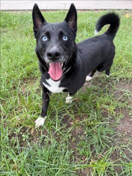 COWBOY -  Cardigan Welsh Corgi and Siberian Husky Dog for Adoption in Conroe, Texas - COWBOY | PetCurious