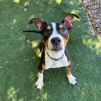 English Bulldog Dogs Available for Adoption in Lakeland, Florida - Nigel | PetCurious