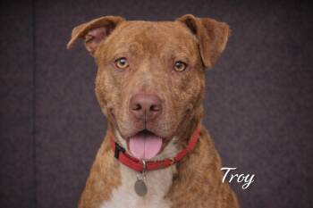 Vizsla and Labrador Retriever Dogs Available for Adoption in Farmington, Missouri - Maple Bourbon (Troy) | PetCurious