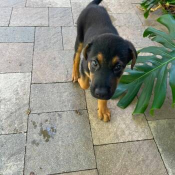 Franco -  Rottweiler and German Shepherd Dog Dog for Adoption in Sunrise, Florida - Franco | PetCurious