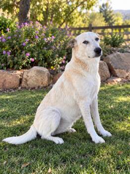 Joy -  Australian Cattle Dog Blue Heeler and Maremma Sheepdog Dog for Adoption in Orange, California - Joy | PetCurious