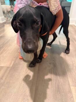 Carrot -  Black Labrador Retriever Dog for Adoption in Wando, South Carolina - Carrot | PetCurious