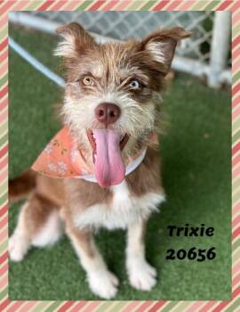 TRIXIE see also JOLENE -  Terrier Dog for Adoption in Marietta, Georgia - TRIXIE See Also JOLENE | PetCurious
