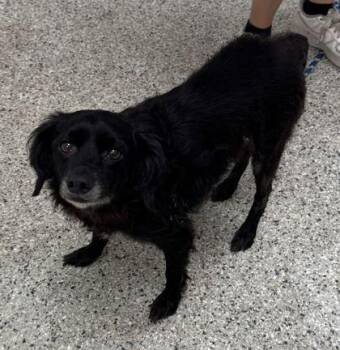 Domino -  Spaniel and Mixed Breed Dog for Adoption in Kansas City, Missouri - Domino | PetCurious
