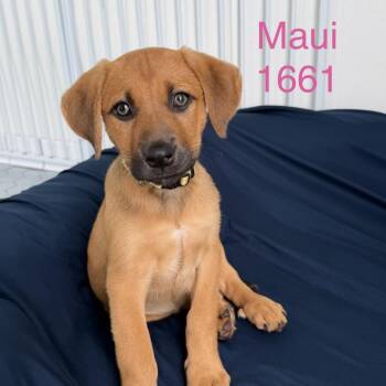 Labrador Retriever Dogs Available for Adoption in Tacoma, Washington - Maui | PetCurious