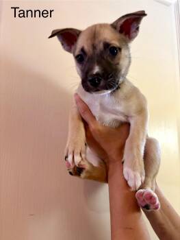 Rescue Shepherd Dogs for Adoption in Lakeside, California - Tanner | PetCurious