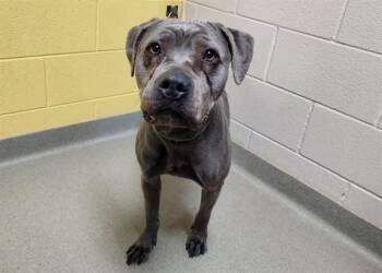 Pit Bull Terrier Dogs Available for Adoption - REMY | PetCurious