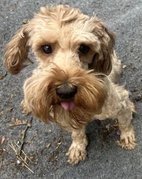 Cockapoo and Miniature Poodle Dogs Available for Adoption - Angie | PetCurious