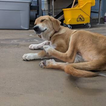 Nana -  Great Pyrenees and Mixed Breed Dog for Adoption in Tulsa, Oklahoma - Nana | PetCurious