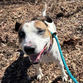 Pit Bull Terrier Dogs Available for Adoption - Dougie | PetCurious