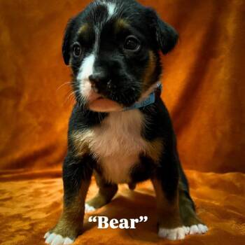 Mixed Breed Dogs Available for Adoption - Bear | PetCurious