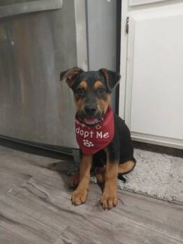 Rescue Mixed Breed Dogs for Adoption in Hastings, Minnesota - Royce | PetCurious