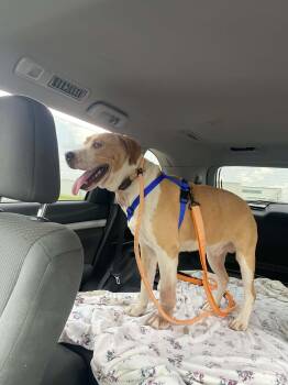 Ryan -  American Staffordshire Terrier and Boxer Dog for Adoption in Holly Springs, North Carolina - Ryan | PetCurious