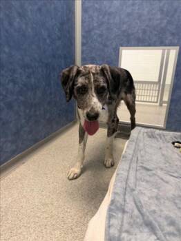 SLINKY -  Catahoula Leopard Dog and Mixed Breed Dog for Adoption in Loveland, Colorado - SLINKY | PetCurious