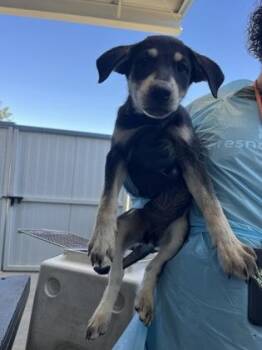 Lazy Dog -  Flat Coated Retriever and German Shepherd Dog Dog for Adoption in Fresno, California - Lazy Dog | PetCurious