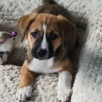 Black Mouth Cur Dogs Available for Adoption in Blacksburg, Virginia - Valentina | PetCurious