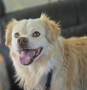 Rescue Cardigan Welsh Corgi and Terrier Dogs for Adoption in Scottsdale, Arizona - Odin | PetCurious