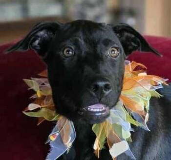 Rescue Labrador Retriever Dogs for Adoption in Boerne, Texas - Queenie | PetCurious