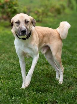 Alfie -  Anatolian Shepherd Dog for Adoption in Nashville, Tennessee - Alfie | PetCurious