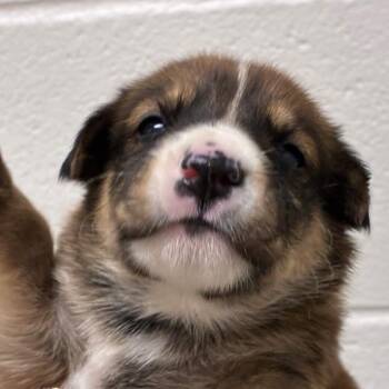 Harry -  Carolina Dog and Mixed Breed Dog for Adoption in Corpus Christi, Texas - Harry | PetCurious