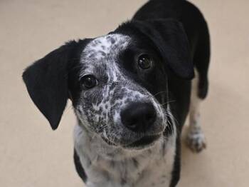 Coral -  Australian Cattle Dog Blue Heeler and Hound Dog for Adoption in Portland, Oregon - Coral | PetCurious