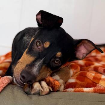 Woody -  Black Mouth Cur and Mixed Breed Dog for Adoption in Green Bay, Wisconsin - Woody | PetCurious