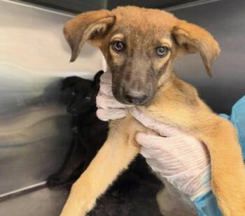 Chickie -  German Shepherd Dog Dog for Adoption in Elgin, Texas - Chickie | PetCurious