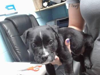 FLORA -  Pit Bull Terrier and Mixed Breed Dog for Adoption in Albuquerque, New Mexico - FLORA | PetCurious