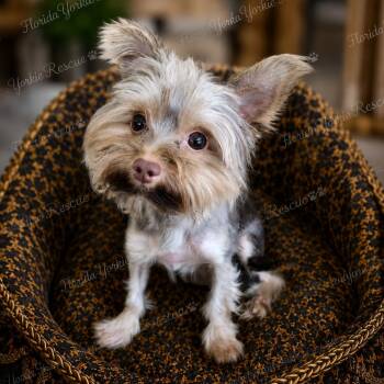 Charlie -  Yorkshire Terrier Dog for Adoption in Palm City, Florida - Charlie | PetCurious