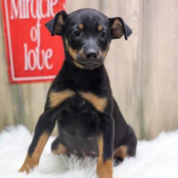 Minnie -  Border Collie and Rottweiler Dog for Adoption in Casa Grande, Arizona - Minnie | PetCurious