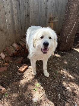 FOSTER ME - Apollo -  Great Pyrenees Dog for Adoption in Grafton, Wisconsin - FOSTER ME - Apollo | PetCurious